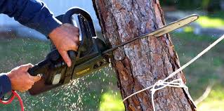 Reliable Cannon Falls, MN Tree Services Solutions