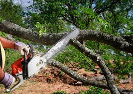 Best Commercial Tree Services  in Cannon Falls, MN